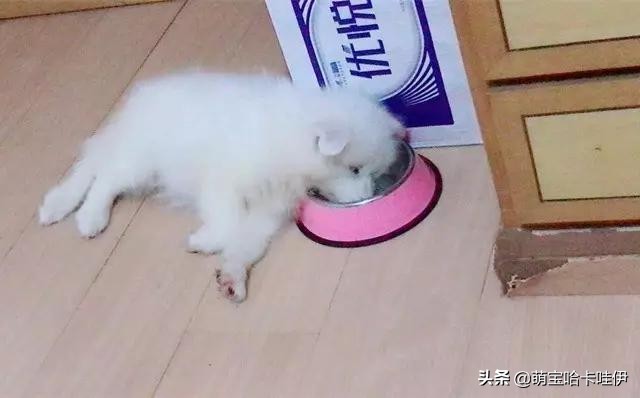 养了一只小萨摩耶,养一只萨摩耶是什么体验