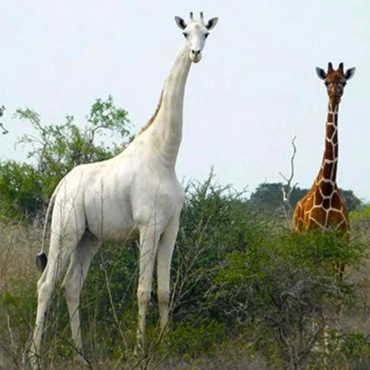 世间稀有的白色长颈鹿母子，在非洲被残忍猎杀，发现时只剩骨骼