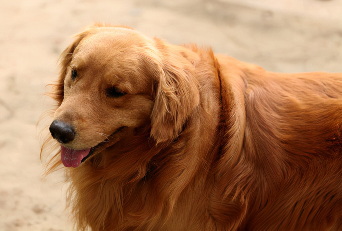 什么狗既便宜又好养适合新手养狗,新手养狗什么狗最忠诚