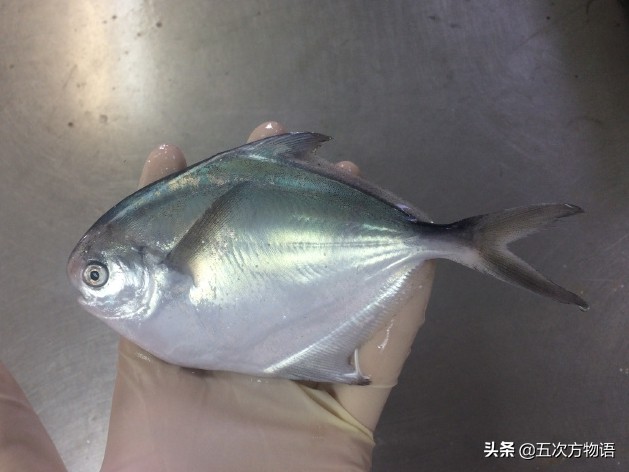 白鲳鱼青岛,青岛鲳鱼什么时间便宜