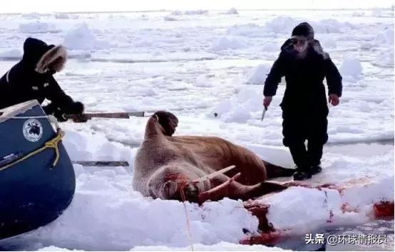 全球最大岛屿格陵兰岛哪国领土,格陵兰岛为什么是世界第一大岛屿