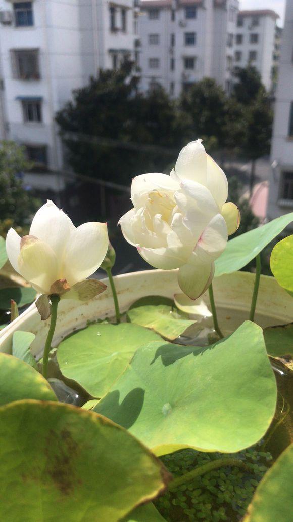 养荷花叶子发黑怎么办,水培碗莲为什么一直长绿叶