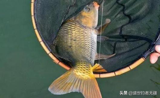 黑坑水质不好怎么钓鱼,黑坑看水质用什么饵钓鱼