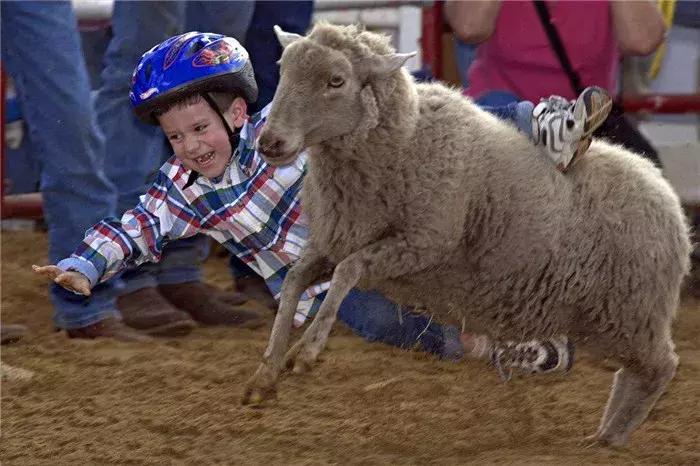 猫咪帮主人铲屎,猫咪热情帮铲屎官牧羊