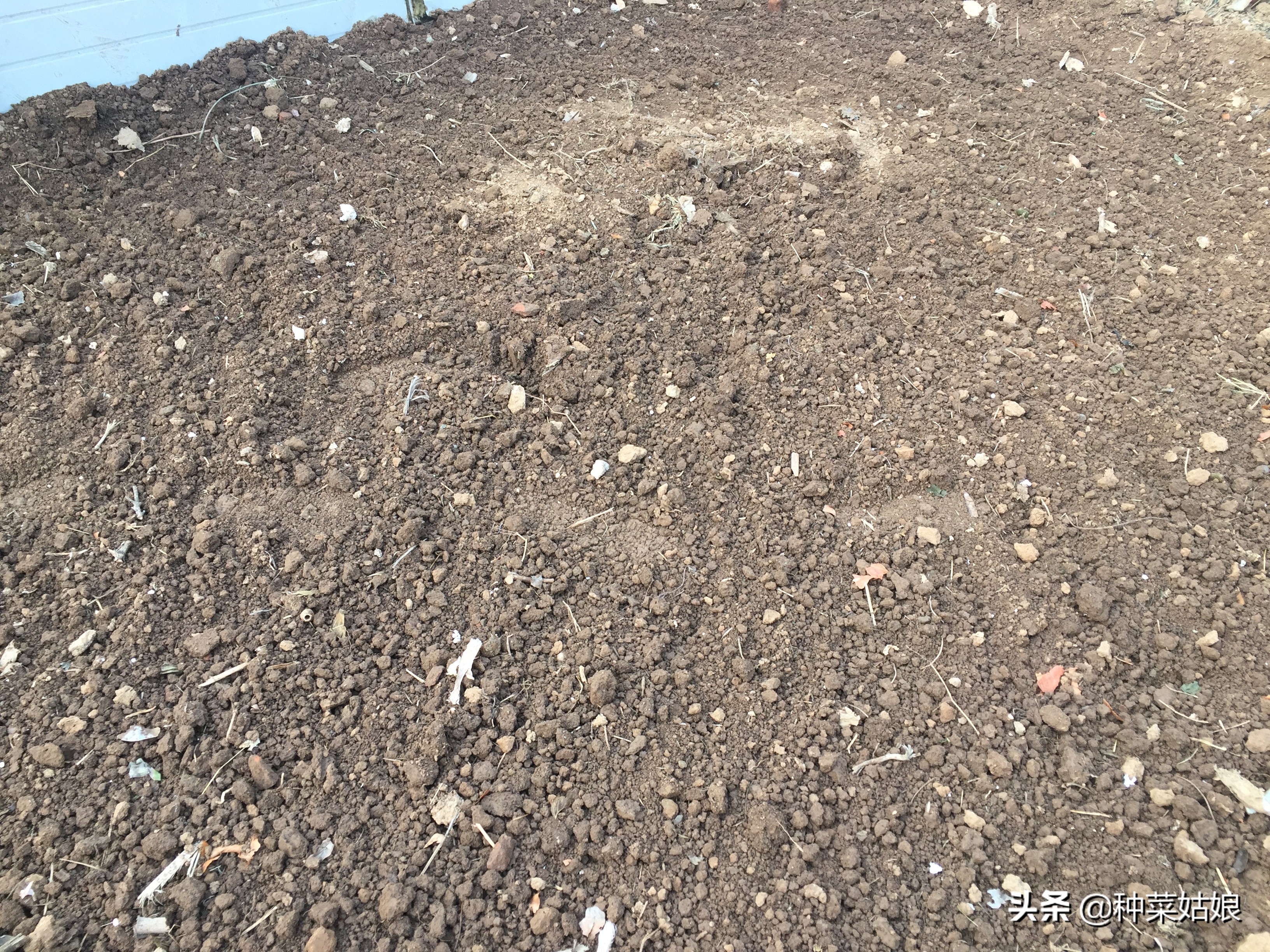 种植蔬菜枯萎了怎么补救,种植蔬菜烂根烂叶怎么回事