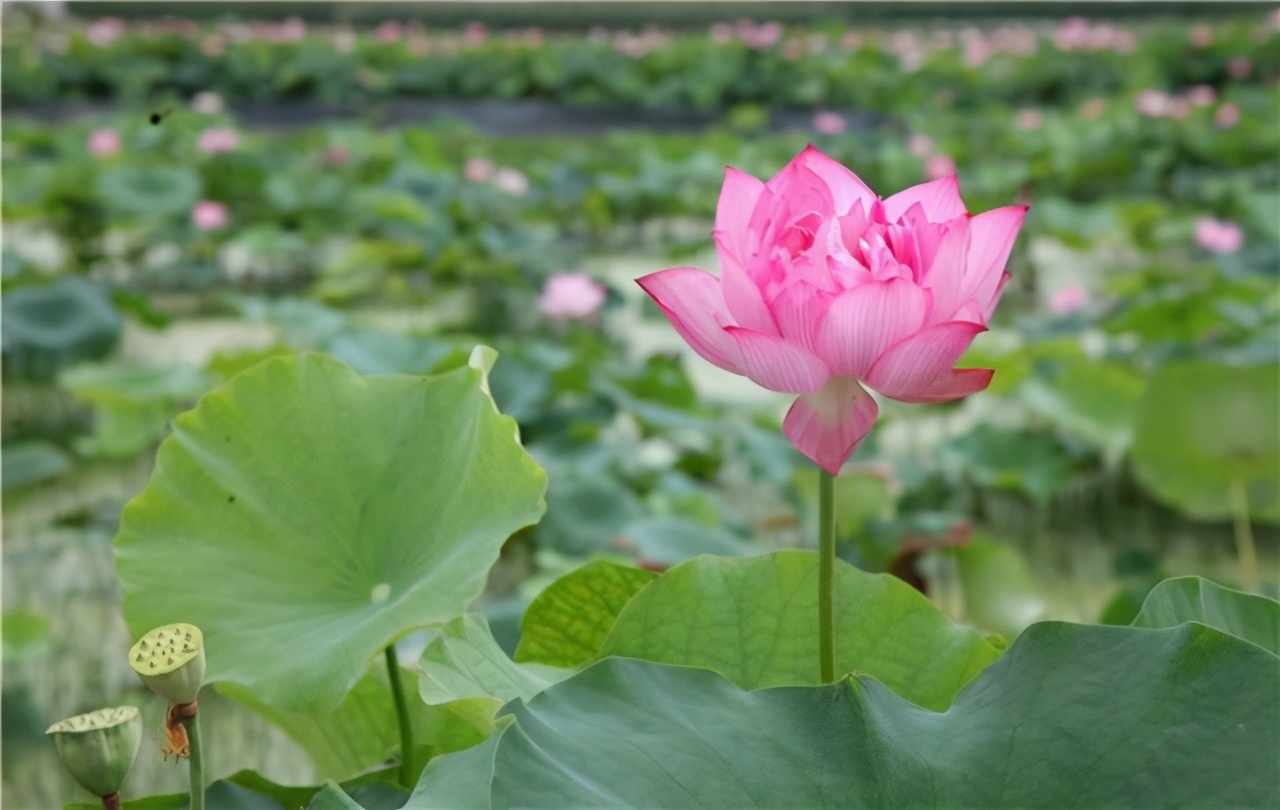 徽州避暑亲子游,歙县徽州风景