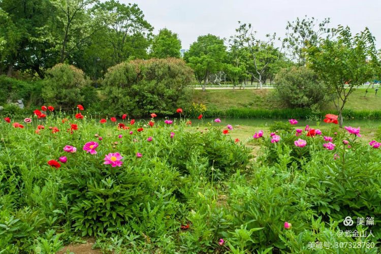 伏牛笔耕苑第263期2021.4.26