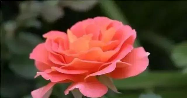 100种玫瑰品种图鉴大全,100种玫瑰品种图解