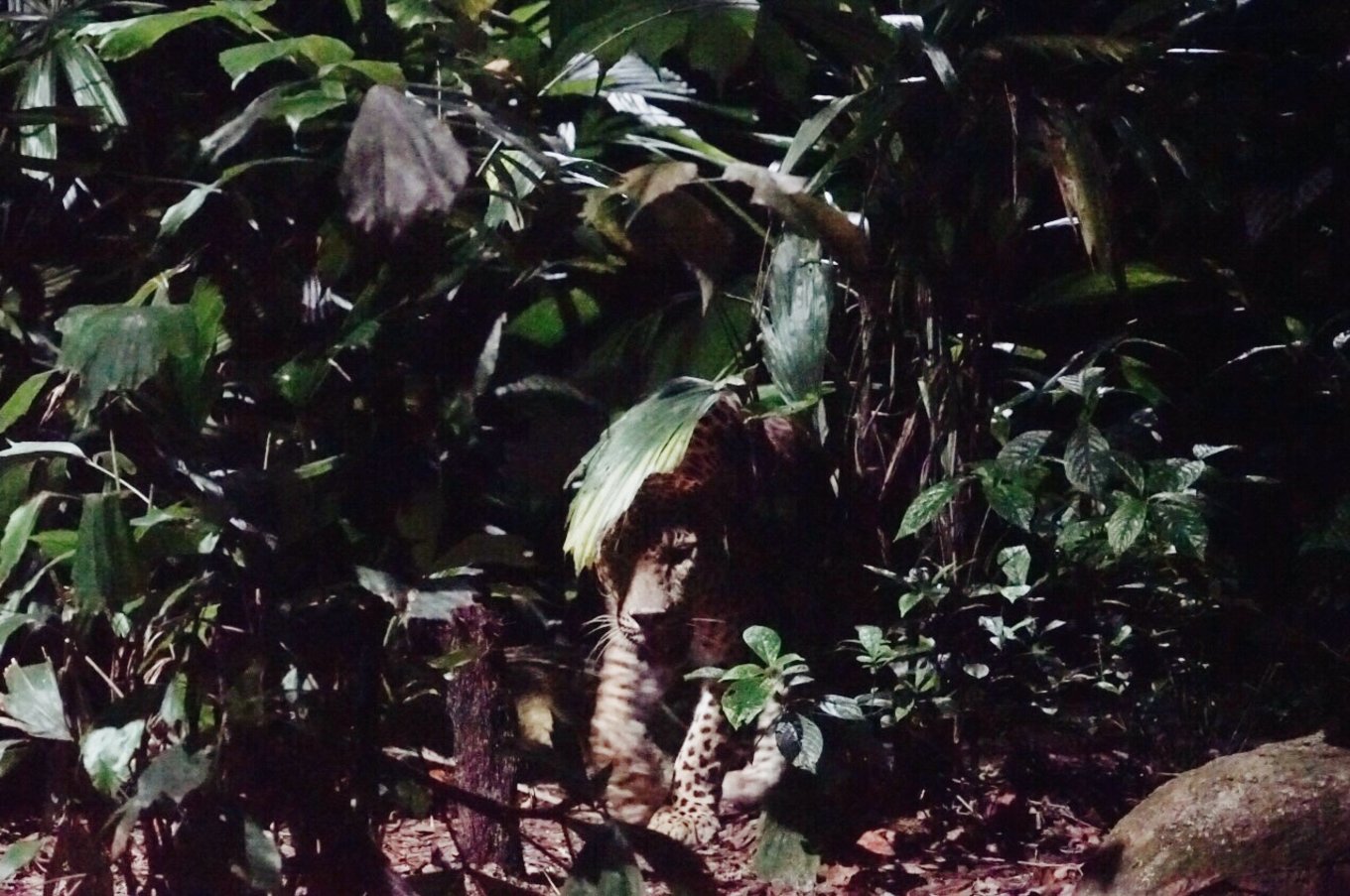 中国蝙蝠动物园,中国有蝙蝠的动物园