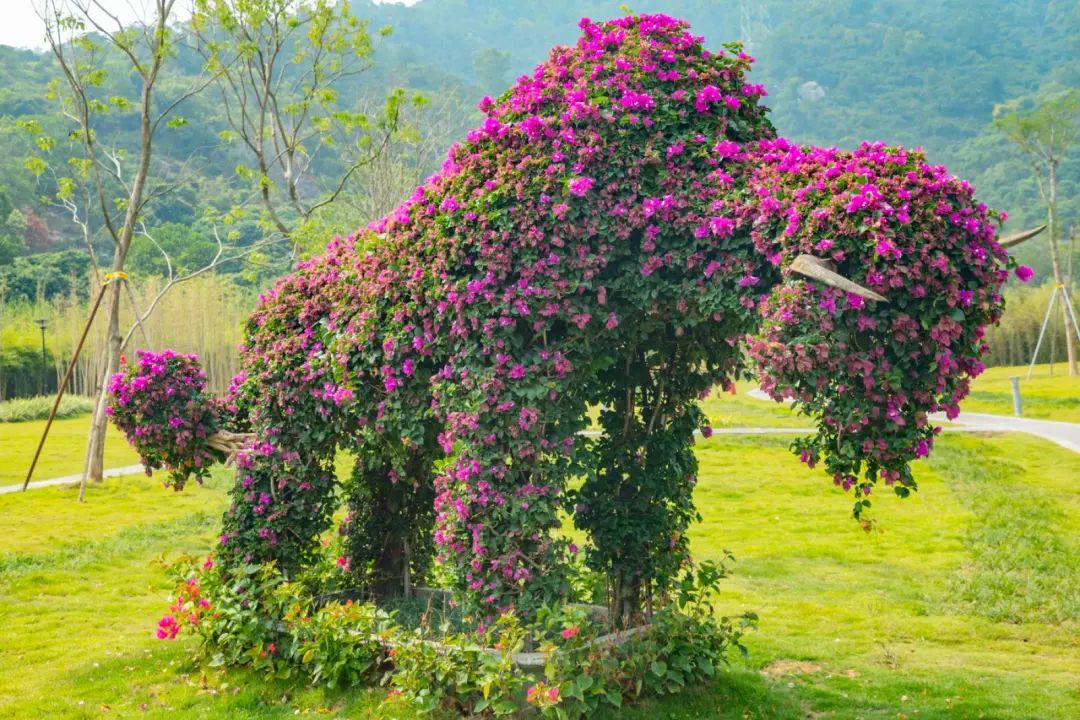 人少还免门票！深圳这片5000000㎡新公园美翻了，“神仙花谷”