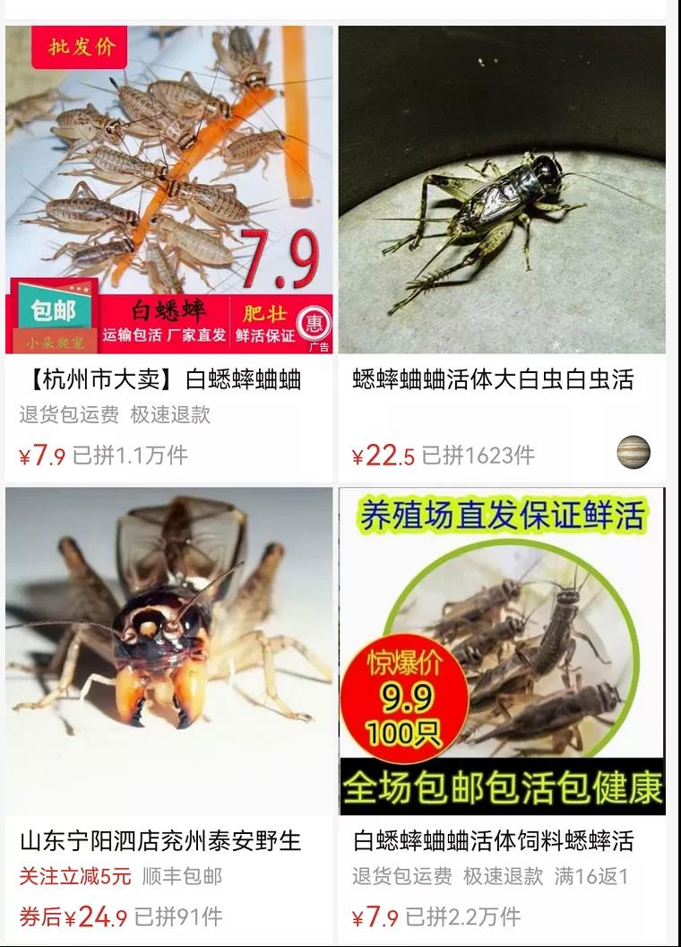 养蛐蛐赚100万,卖蛐蛐怎么赚钱的