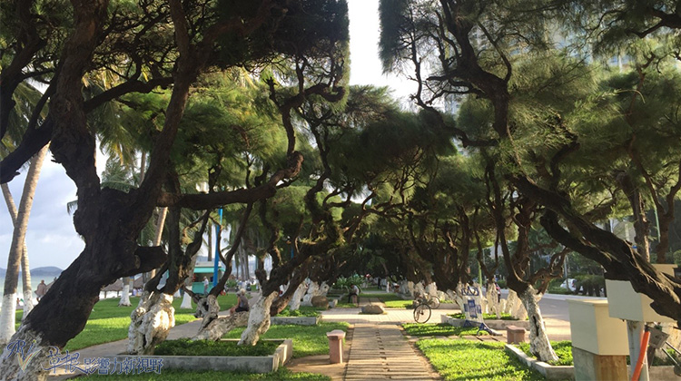 瓒婂崡鑺藉簞娴锋哗鏅尯瑙嗛,瓒婂崡鑺藉簞榛戝矝娴锋哗