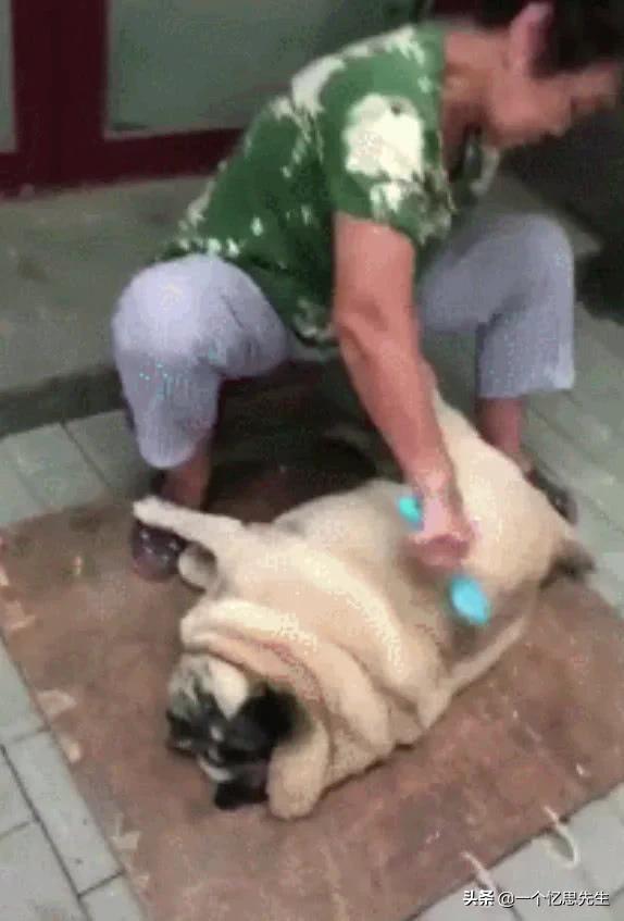 奶奶切菜时小狗过来捣乱吓得叫,奶奶宰鸭被孩子阻拦