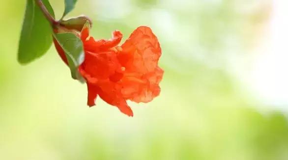 五月榴花照眼明是谁写的,五月榴花照眼明下一句