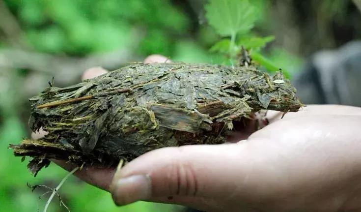 大熊猫为啥突然开始吃素了,大熊猫为什么从吃肉变成吃素的