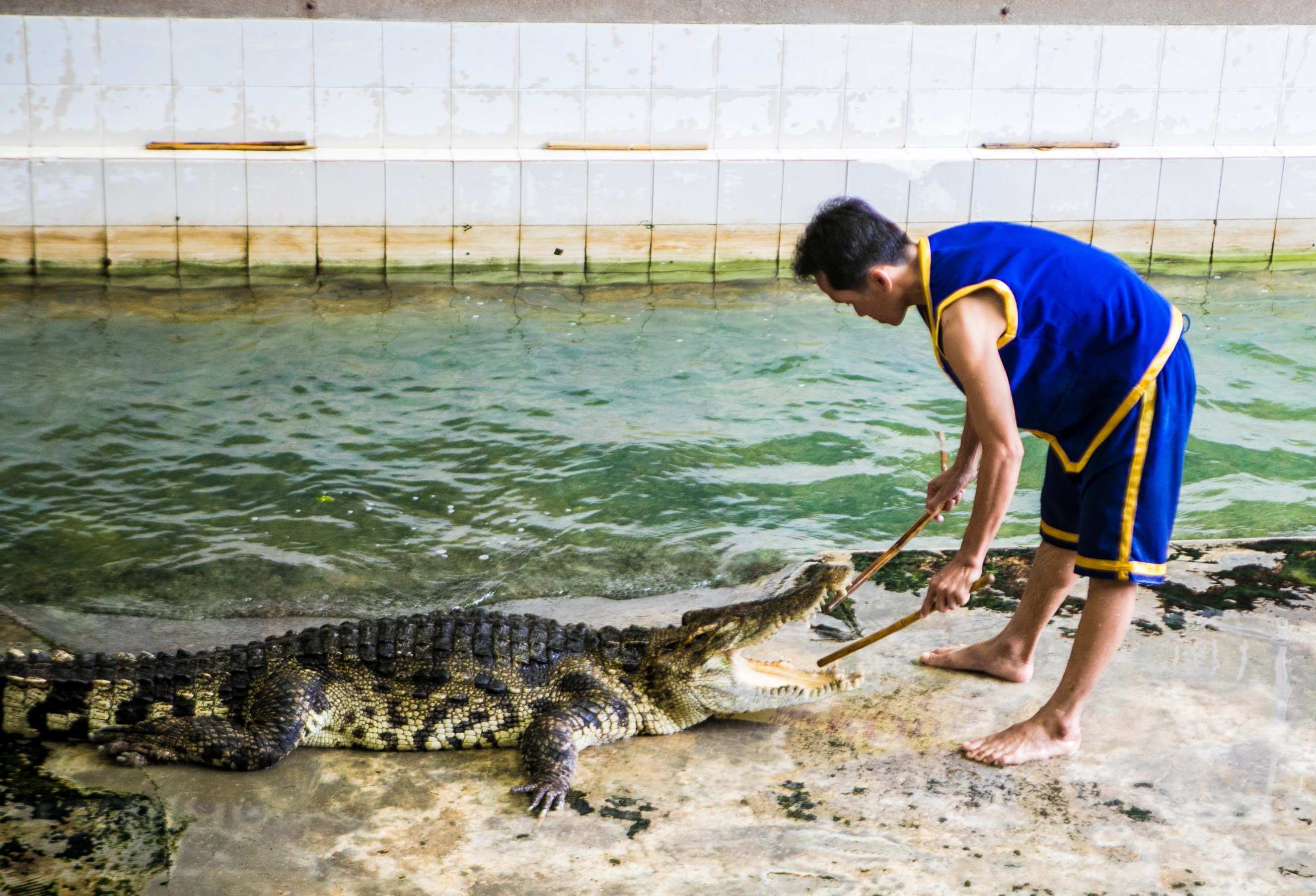 大象在泰国和印度象征着什么,大象是泰国的象征英语