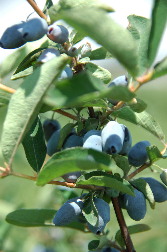 中药材蓝靛泥,中药材蓝藤