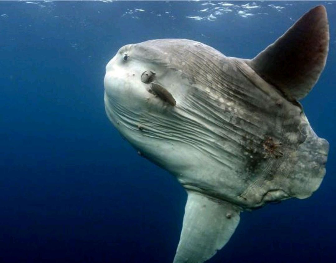 白色t恤污迹怎么去除,白t恤上的油渍怎么去除