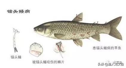 鱼身上锚头鳋怎么处理,鱼身有白色附着物