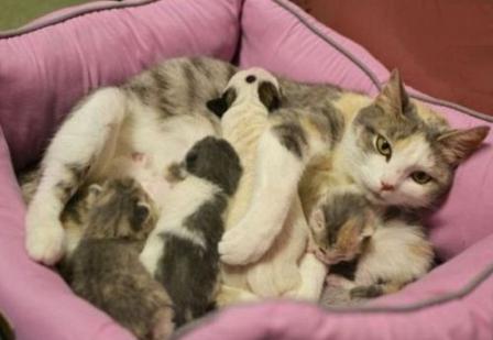 母猫难产怎么办,猫咪难产怎么帮助猫咪