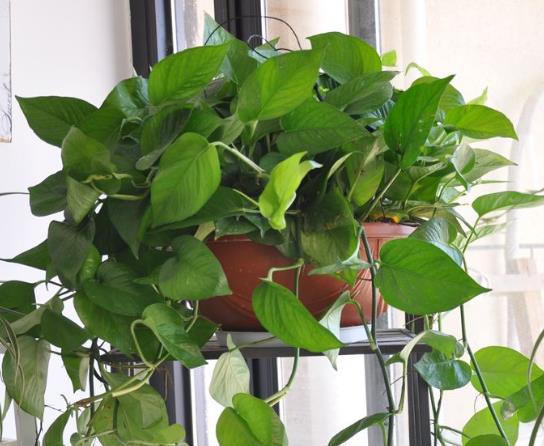 绿萝适合浇点啥水使它枝繁叶茂,绿萝浇什么水可以长得高