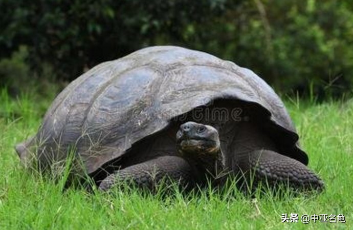 养龟推荐新手养法,养龟小知识学完后秒变养龟达人