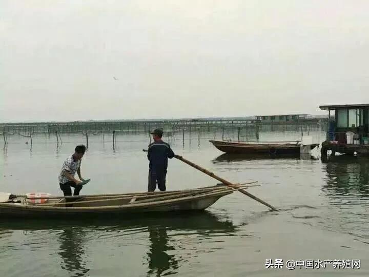 2023年河蟹养殖成本与利润,养殖河蟹100亩利润