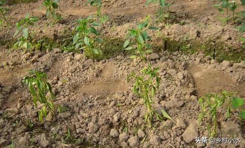 冬季大棚辣椒叶片萎蔫什么原因,辣椒萎蔫病的原因