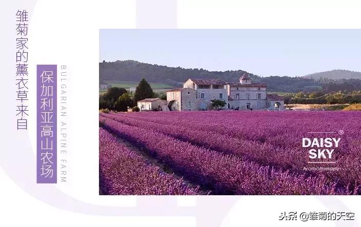 薰衣草的美丽世界,薰衣草的世界真漂亮