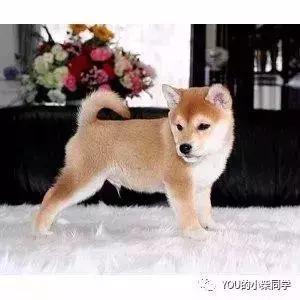 被训过柴犬值钱吗,七种柴犬