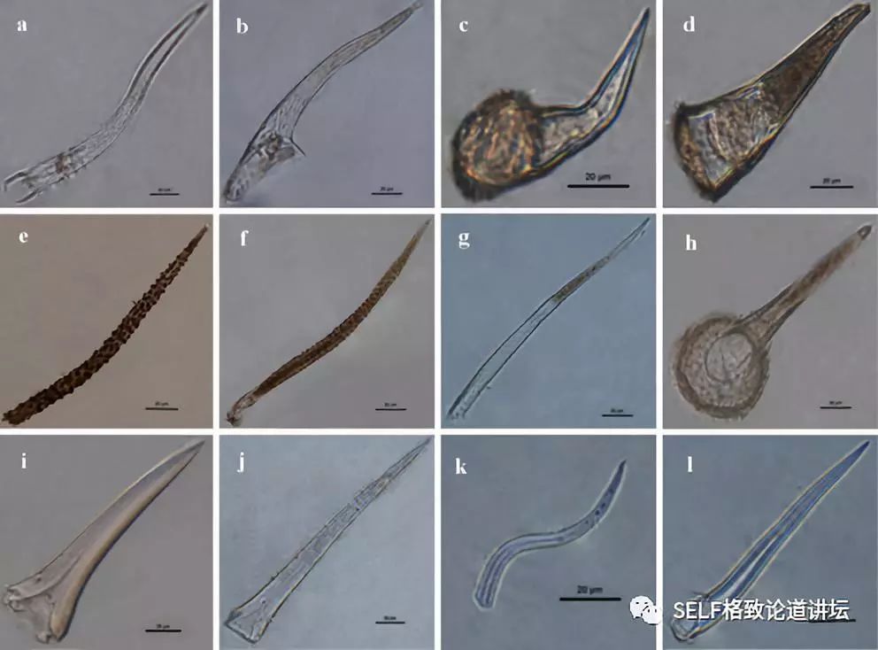 关于恐龙的研究详细,恐龙食谱大全及做法