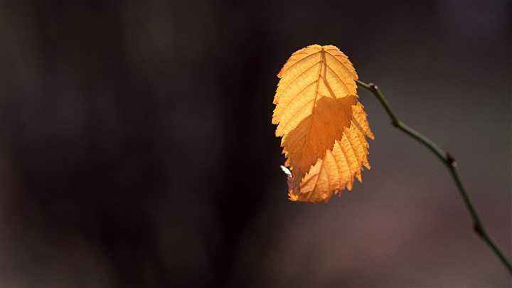 悲情电影小丑,莱昂卡瓦洛丑角