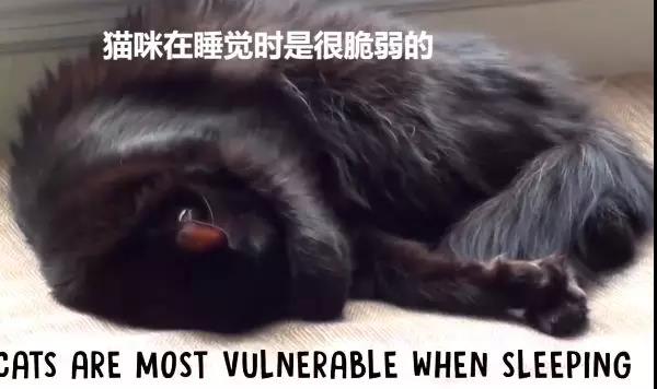 猫咪做噩梦应不应该把它叫醒,猫咪睡觉时千万不要打扰它