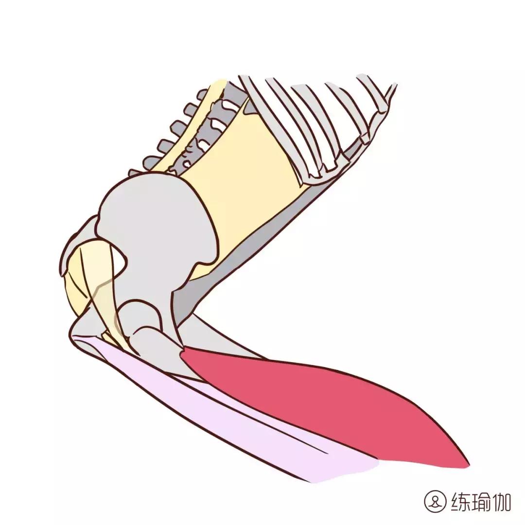 angelababy腿以前粗吗,angelababy腿短