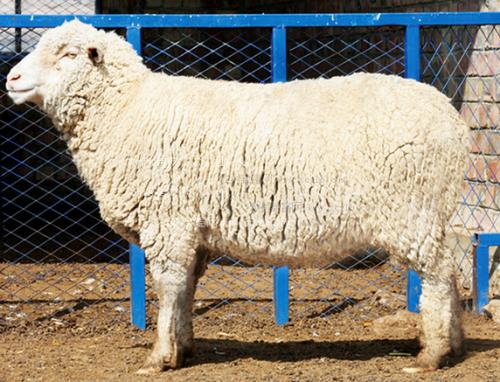 解决肉羊经济效益下降的品种改良的技术