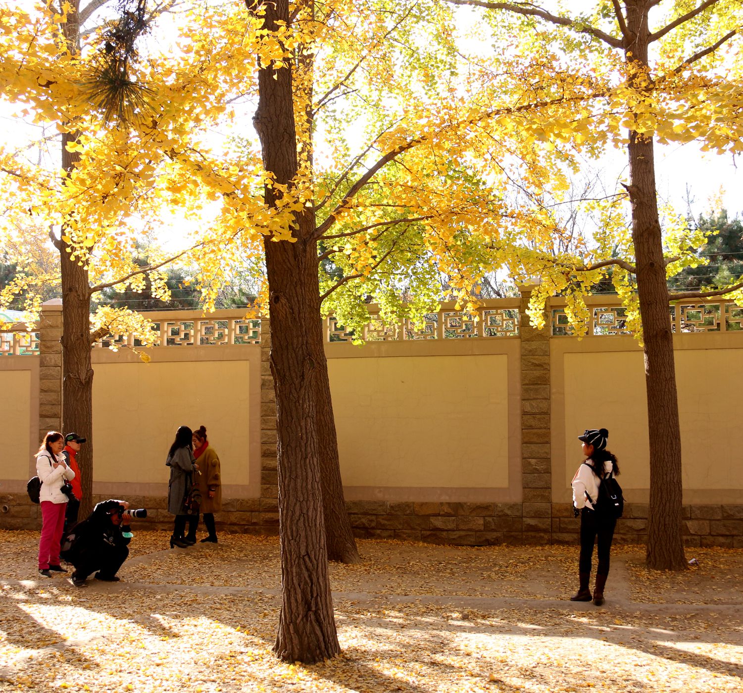 北京钓鱼台国宾馆银杏树大道,北京钓鱼台银杏大道图片