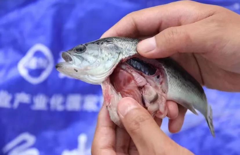 加州鲈苗为什么感染虹彩病毒,加州虹彩病毒如何治疗