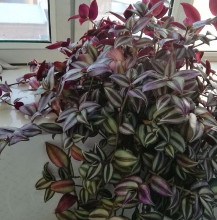 6种花室内不要养对身体伤害极大,吸甲醛最好的10种花