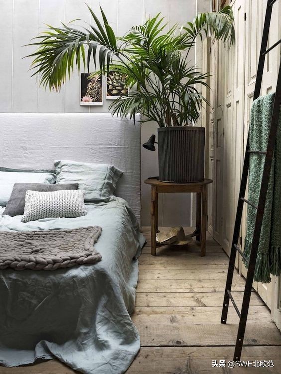 好养的北欧风大型绿植 (12款北欧风格绿植轻松打造ins风)