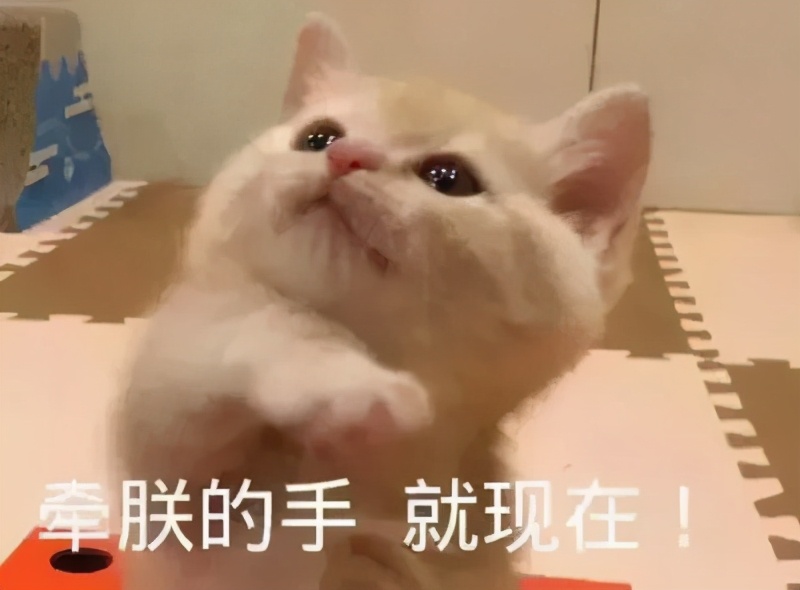 一到毕业季,我们大学的校猫就疯了哈哈哈