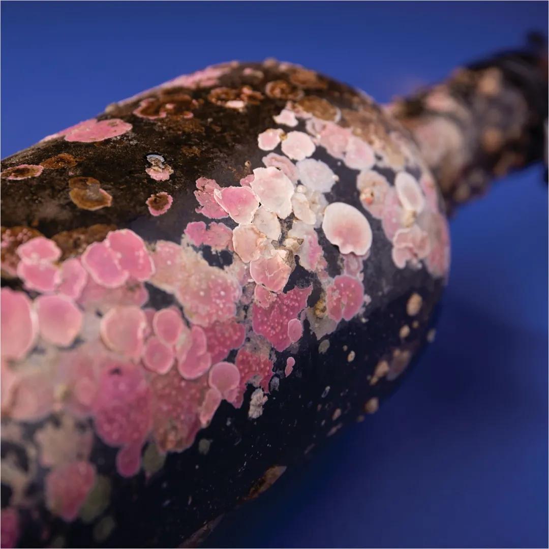 获得奥斯卡奖的中国作品,国际包装设计大奖