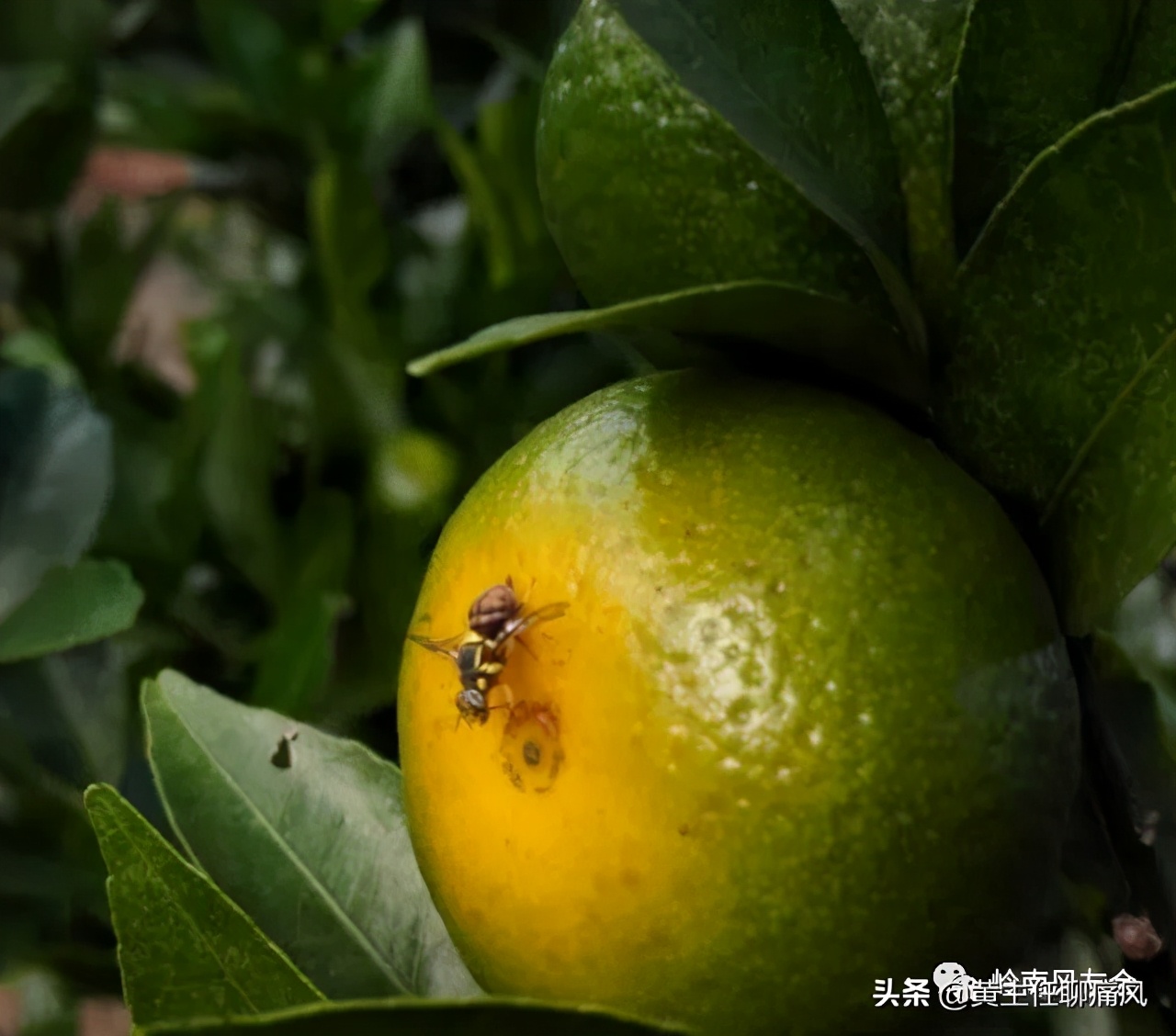 橘子里有蛆虫能吃吗,橘子吃到蛆有危害吗