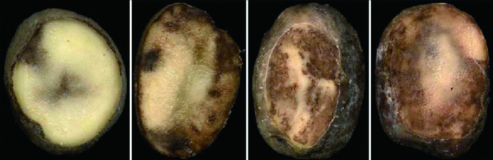 马铃薯种植面临的问题和风险,马铃薯低温种植危害