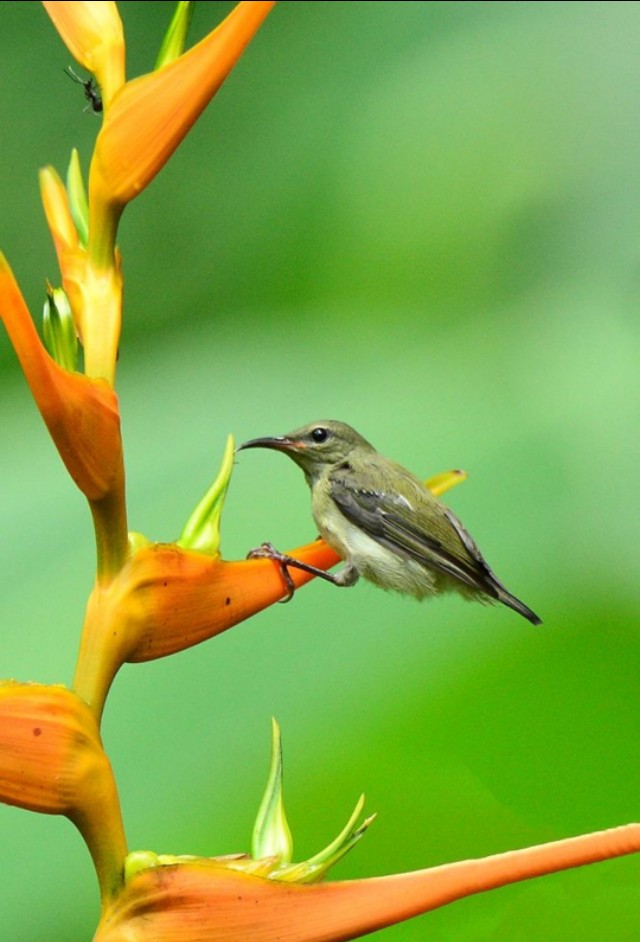 太阳鸟品质,太阳神鸟绝美