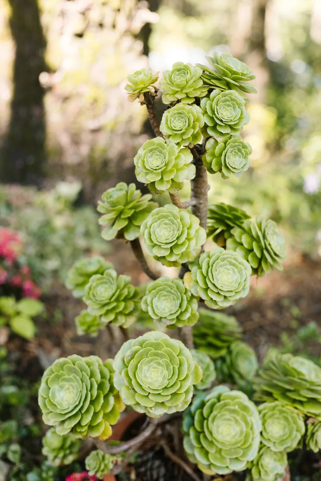 清穿之四福晋看戏日常好看吗,清穿之四福晋的看戏日常免费阅读