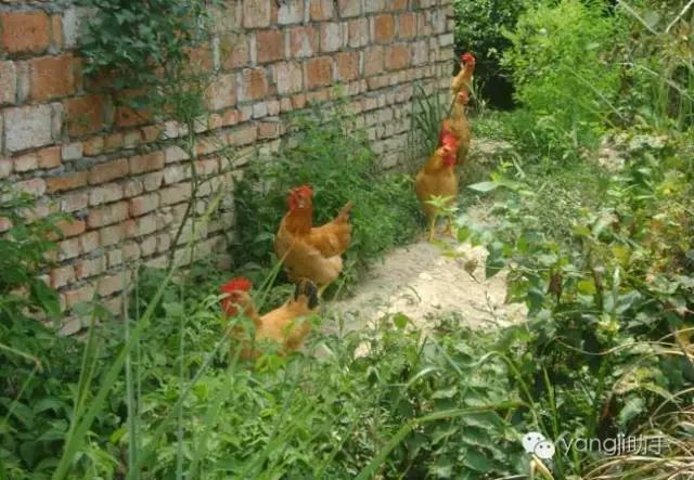 怎么样才能知道土鸡是什么样的,如何知道土鸡缺少什么营养