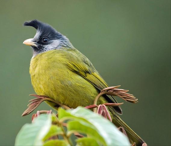 东江揽胜,惠州淡水常见鸟类图谱