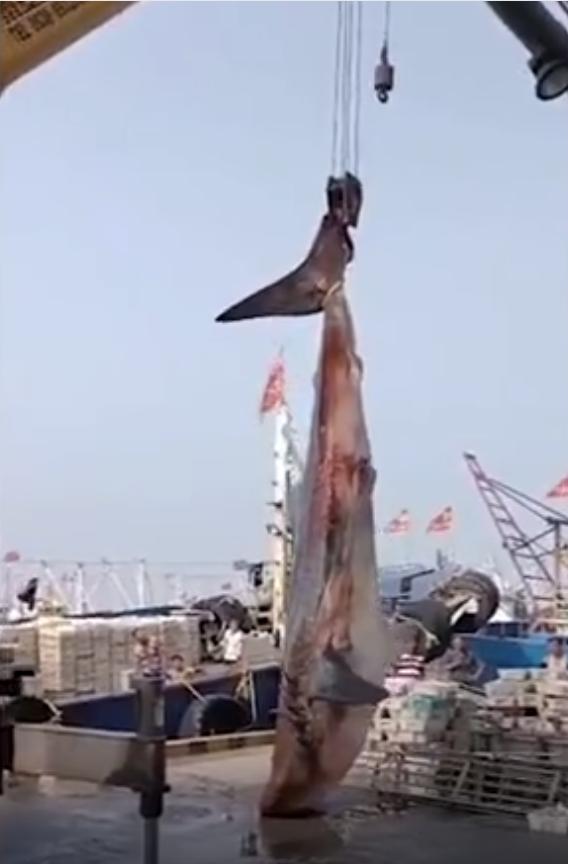 渔民误捕大鲨鱼,江苏渔民误捕3吨重鲸鲨
