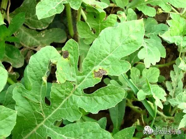 新版西瓜病虫害解决方案,2020西瓜病害视频