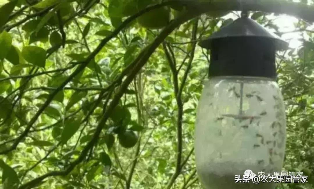 果实蝇对脐橙花有危害吗,果实蝇防治最有效方法
